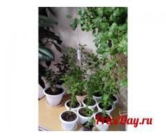 Вы можете взять саженец Туласи и ухаживать за Ней дома. Вы можете взять саженец Туласи и ухаживать за Ней дома.